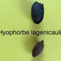 12 Hyophorbe lagenicaulis
