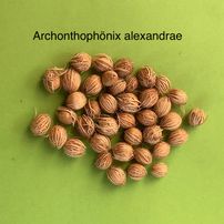 10 Archonthophönix alexandrae