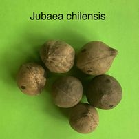 9 Jubaea chilensis