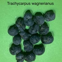2 Trachycarpus wagnerianus