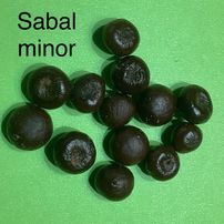 15 Sabal minor