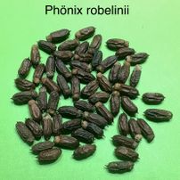 18 Phönix robelenii