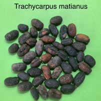 85 Trachycarpus martianus Nepal