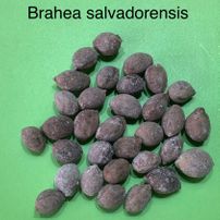 83 Brahea salvadoriensis