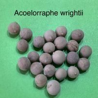 62 Acoeloraphe wrightii