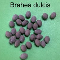 73 Brahea dulcis