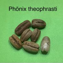 56 Phönix theophrasti